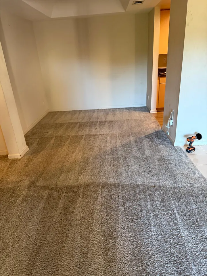 Freshly cleaned carpet with even grooming lanes across an empty room